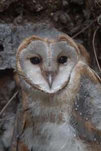 A close-up of a juvenile barn owl with a heart-shaped face and round eyes in a woodland setting.