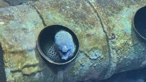 A close-up view of a spotted moray eel peeking out from a hole in a large, mossy underwater pipe.