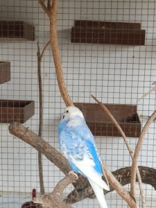 A blue and white budgerigar is perched on a branch inside a birdcage.