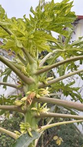 A close-up view of a papaya plant showing its green trunk and numerous clusters of small, pale yellow flowers and buds.