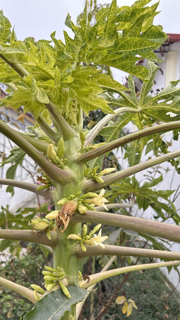 A close-up view of a papaya plant showing its green trunk and numerous clusters of small, pale yellow flowers and buds.