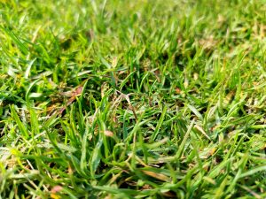 A close-up view of lush green grass blades, showcasing varying shades of green and a few scattered brown leaves among the grass