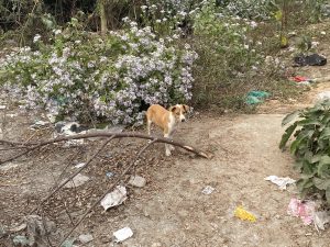 A small dog with a brown and white coat stands on a dirt path surrounded by litter and greenery.