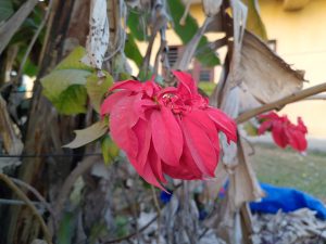 A vibrant red flower with elongated, curling petals is prominently displayed, surrounded by green leaves and dry, brown foliage.