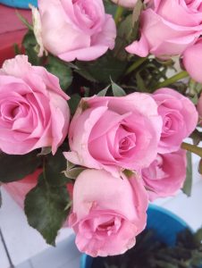 
A close-up image of several pink roses with soft petals, surrounded by lush green leaves.