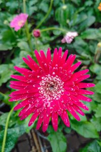 A vibrant pink flower with elongated, lance-shaped petals radiating outward from a central cluster of tiny florets.