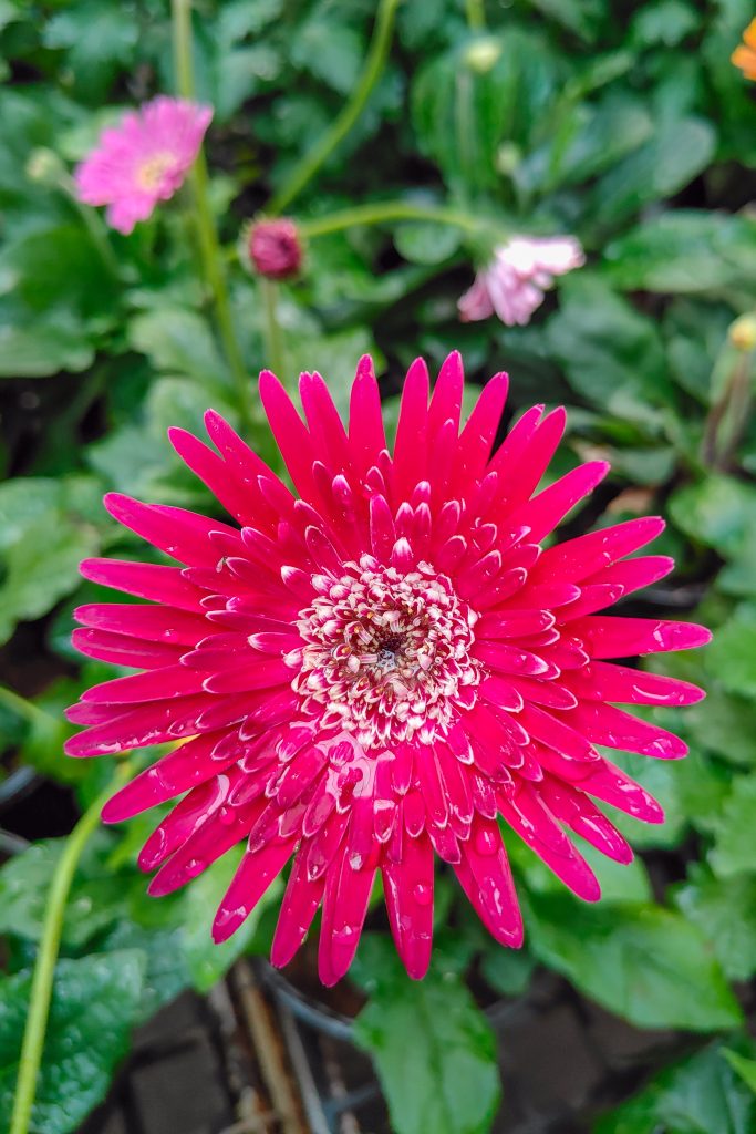 A vibrant pink flower with elongated, lance-shaped petals radiating outward from a central cluster of tiny florets.