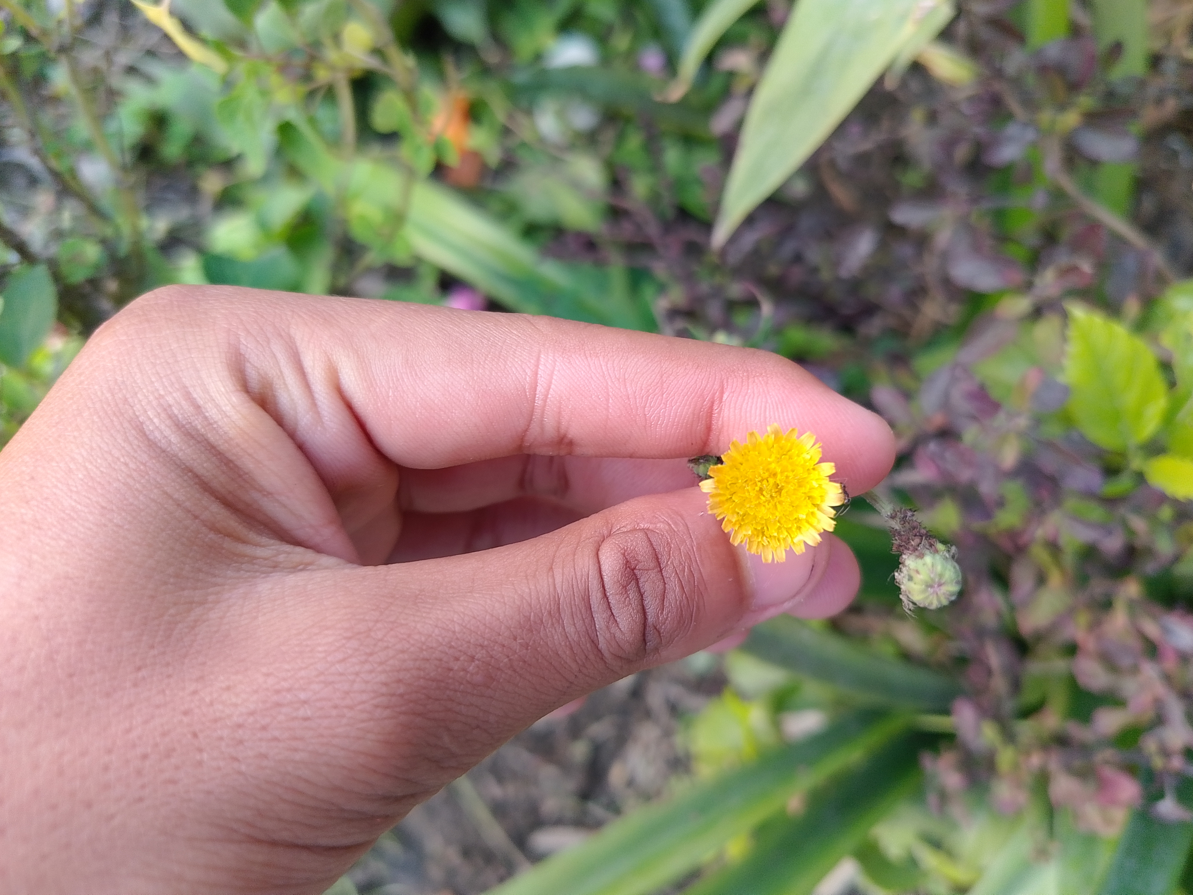 A hand holding a small yellow flower with a round bloom is positioned against a blurred background of green leaves and plants.