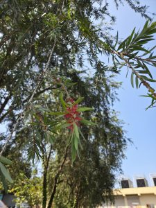 A close-up view of green leaves with a bright red, fluffy flower growing among them. The background features blurred trees and hints of a building.