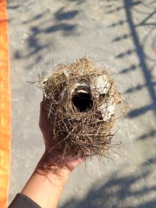 
A person holding a small, round bird's nest made of twigs and dried grass. 