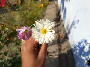 A hand holding a large white flower with yellow center, surrounded by a few smaller pink flowers.