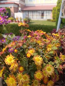 A vibrant cluster of yellow and orange flowers with some pink accents, surrounded by green foliage in a garden setting.
