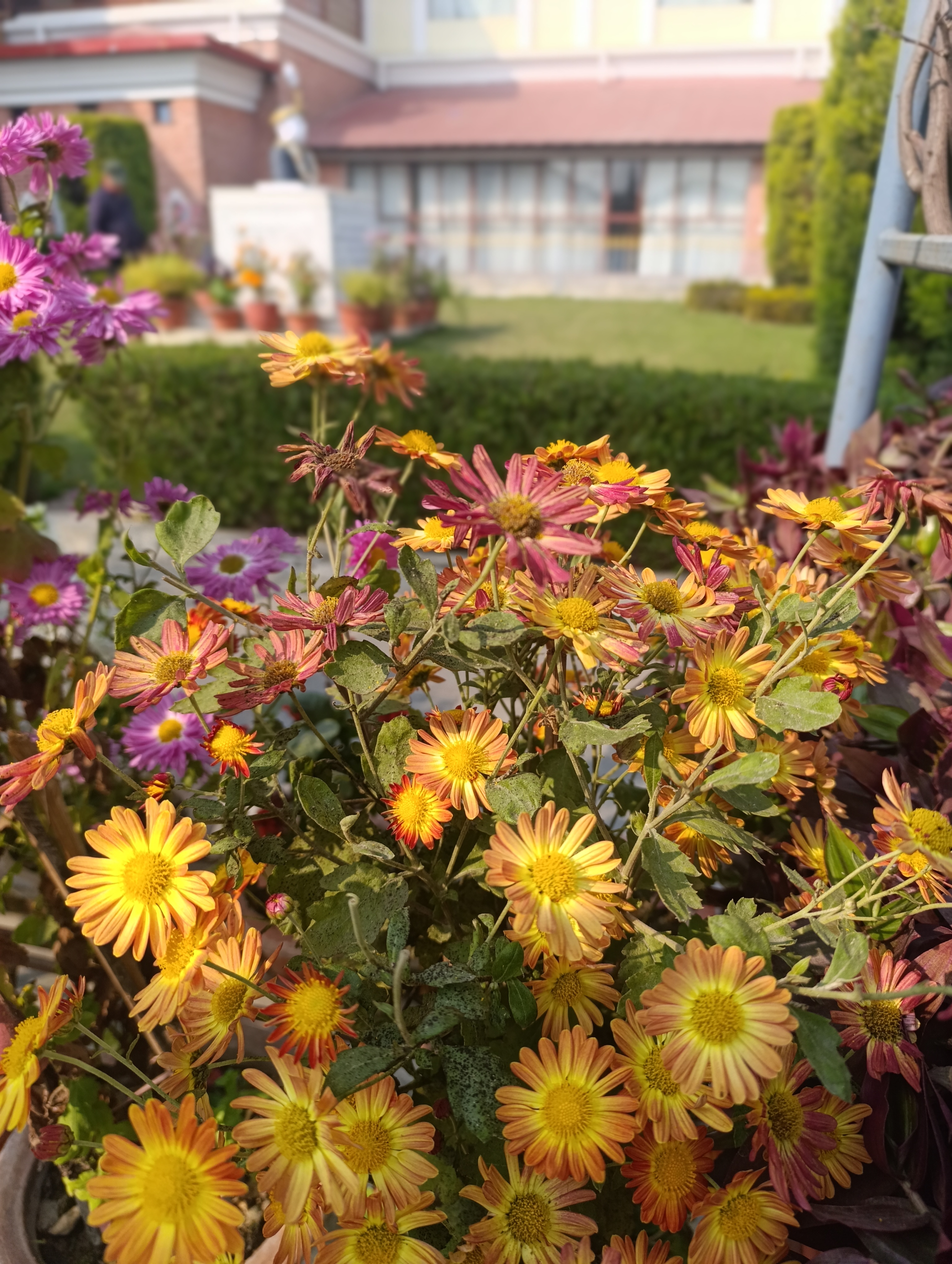 A vibrant cluster of yellow and orange flowers with some pink accents, surrounded by green foliage in a garden setting.