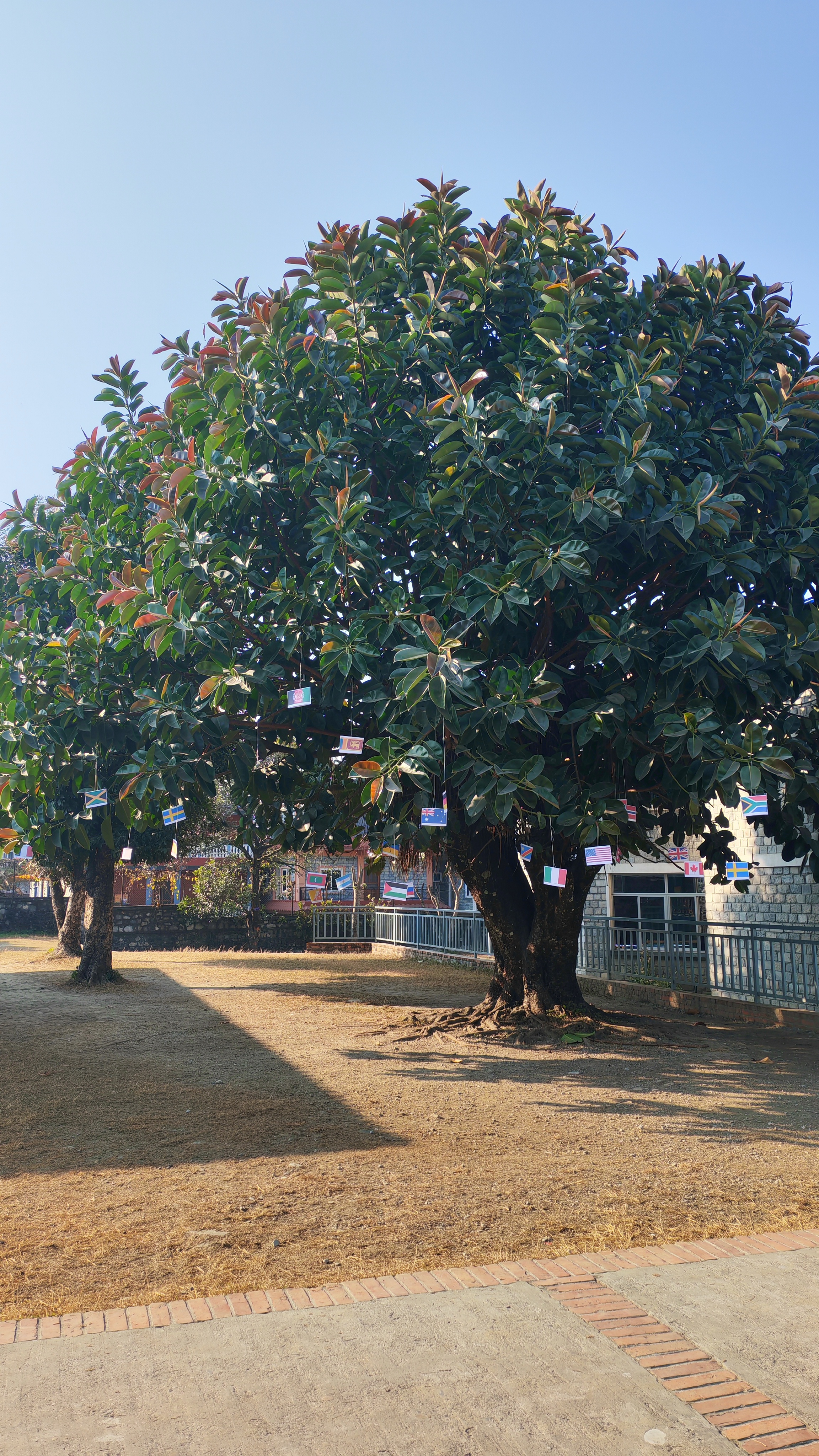 A large, healthy green tree with broad leaves stands in a grassy area. Various small flags representing different countries are hanging from its branches.