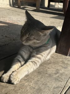 A cat lies nest to a table leg, partly in sun, partly in shadow. The cat's eyes are closed and the head is tilted slightly.