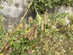 Close-up of green and brown seed pods hanging from a plant with green leaves, set against a blurred outdoor background and a concrete wall.