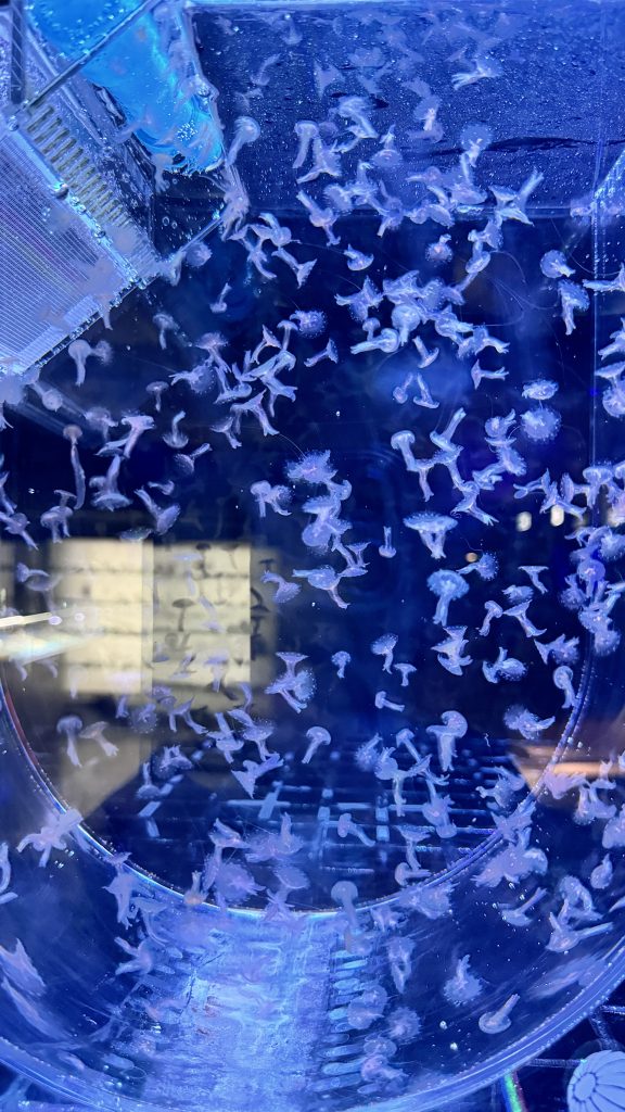 Hundreds of tiny, translucent jellyfish pulse through deep blue water in a cylindrical aquarium tank.