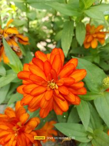 A close-up view of vibrant orange flowers surrounded by green foliage
