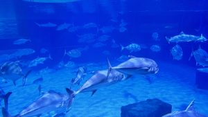A wide-angle view of many silver tropical fish swimming together in a deep blue underwater environment.