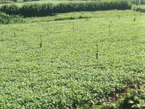 A thriving crop field in rural Kenya during the growing season.