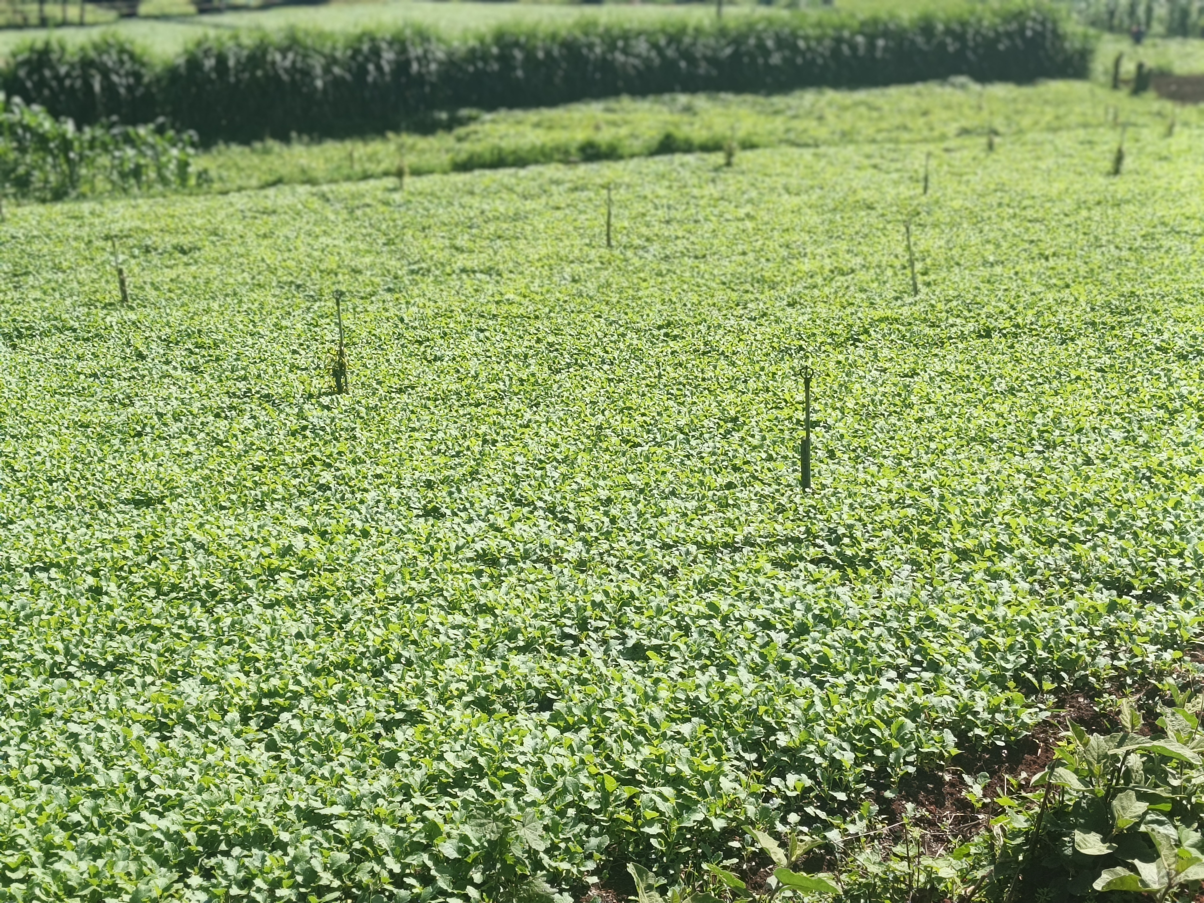 A thriving crop field in rural Kenya during the growing season.
