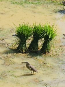 An Indian Pond Heron (Ardeola grayii) walks through a wet paddy field near young rice plants in Vazhakkad, Malappuram, capturing a calm moment of nature and village farming. 