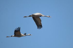A beautiful, clear shot of two Common Cranes gliding through a bright blue sky. The cranes have gray plumage and long legs extended backward while they fly in a horizontal direction.