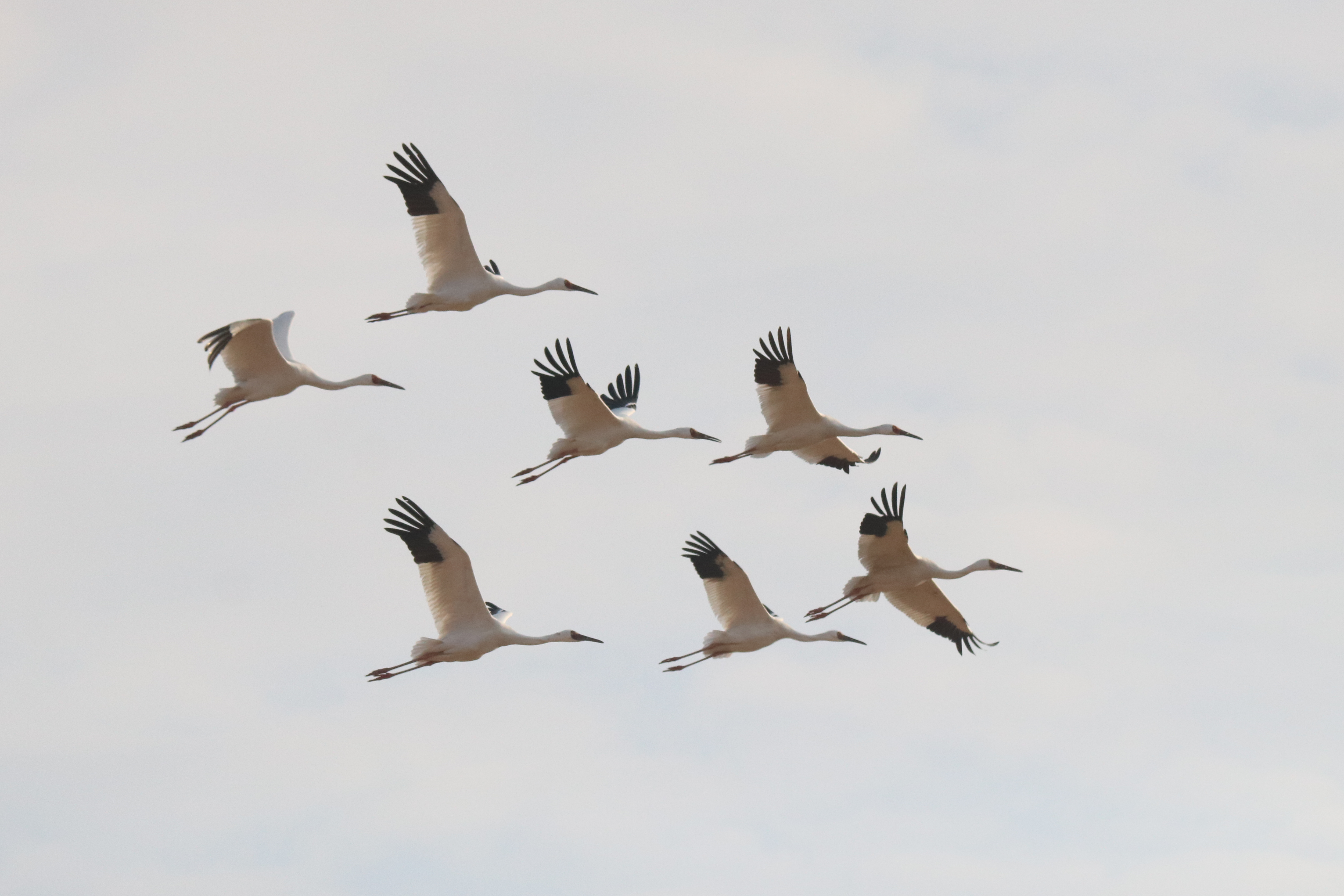 Seven Siberian Cranes fly in a loose V-formation against a pale, open sky.
