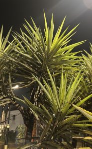 
A close-up view of spiky green plant leaves illuminated at night, against a dark background