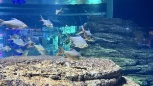 A group of silver fish with red fins swimming in formation above a large, flat rock in an aquarium.