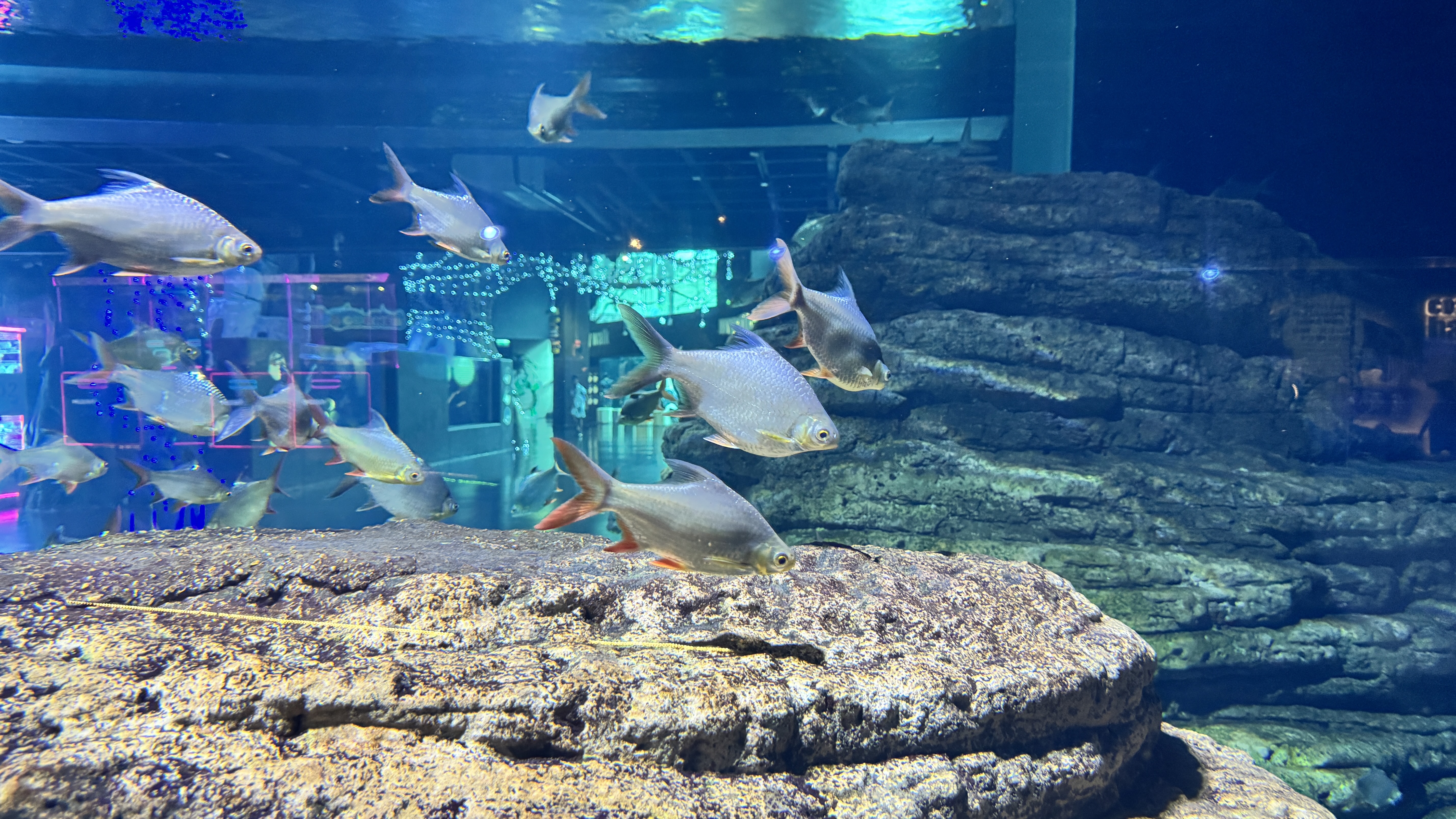A group of silver fish with red fins swimming in formation above a large, flat rock in an aquarium.