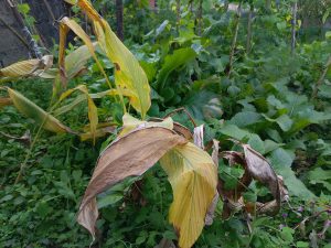 Dying leaves. They are large broad leaves in a forest setting.  Some are yellowed and fading, some are brown and dead.