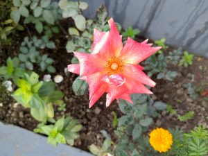 A close-up view of a vibrant pink rose with petal tips that fade to a lighter shade, surrounded by green foliage and other plants in a garden setting.