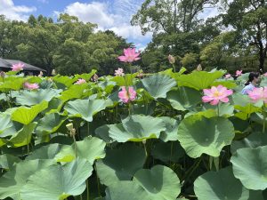 
A lush pond filled with large green lotus leaves and several pink lotus flowers in bloom, set against a background of trees and a partly cloudy sky. 