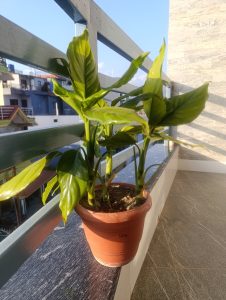 A potted green plant with vibrant leaves sits on a balcony railing, basking in sunlight.