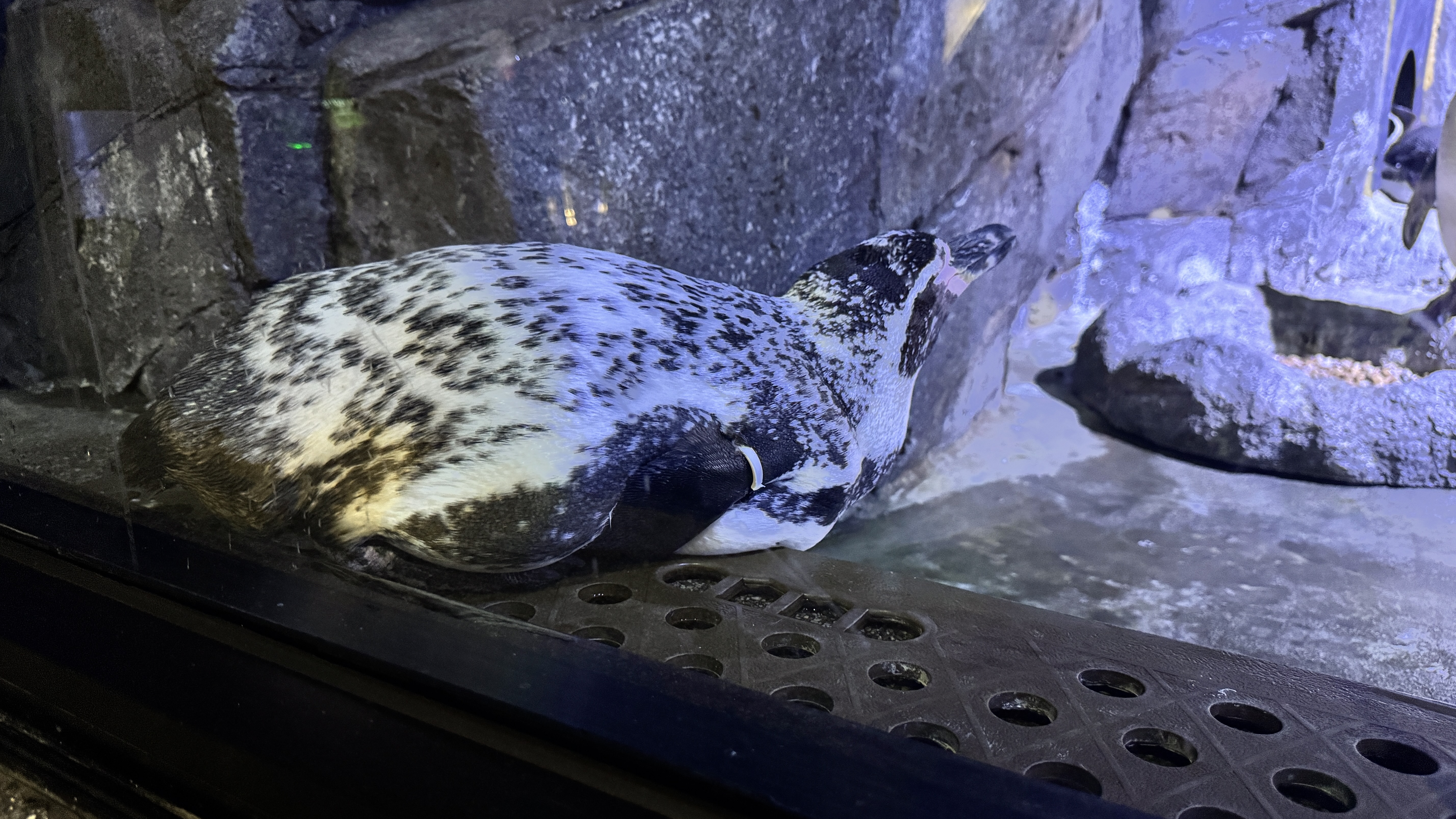 A spotted penguin resting on a dark ledge.