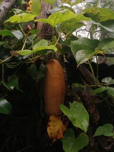 A large, elongated brown cucumber with a textured surface is hanging amidst lush green leaves in a misty forest setting.
