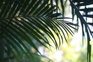 A close-up of green palm leaves set against a blurred background.