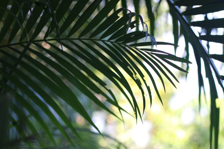 A close-up of green palm leaves set against a blurred background.