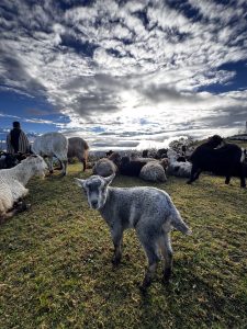 A small herd of white and black sheep grazing on a green hillside overlooking a vast valley filled with thick white clouds and a dramatic, bright sky.