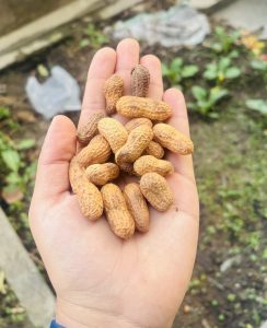 A hand holds a handful of unpeeled peanuts, displaying various shades of brown. 