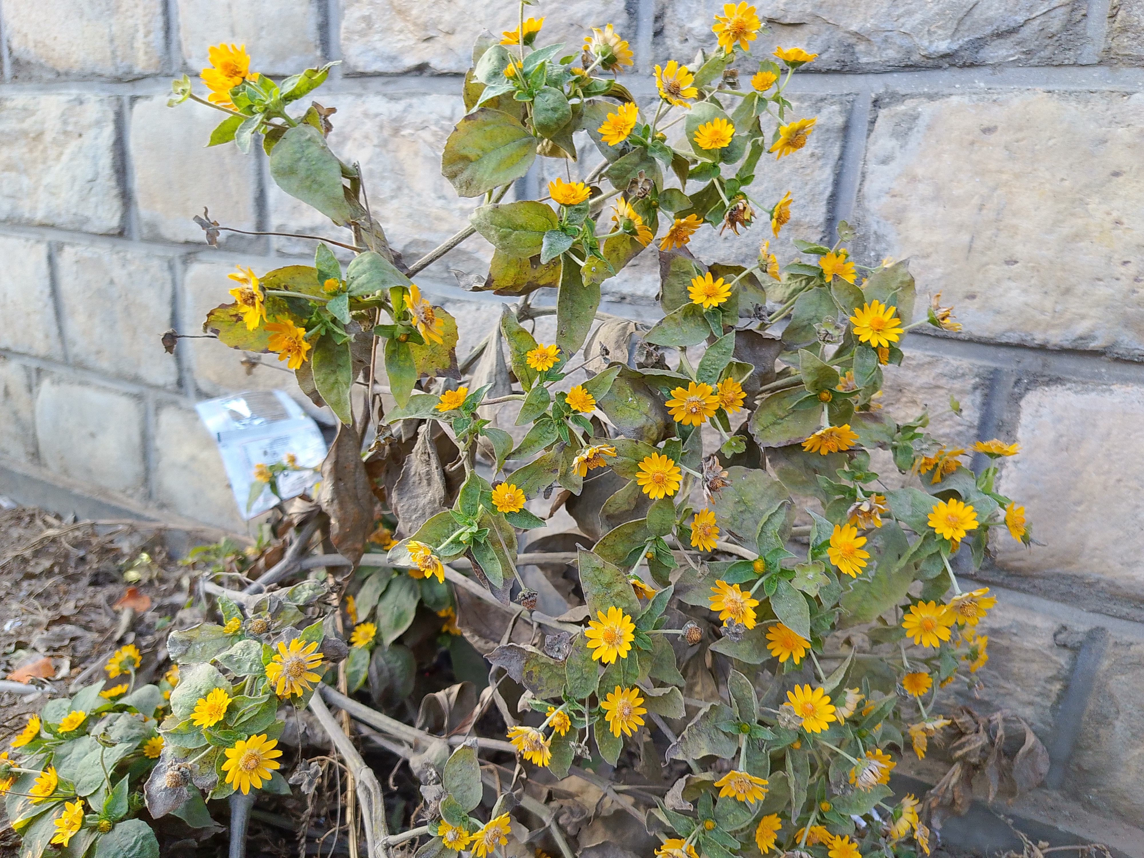 A cluster of bright yellow flowers is growing from a partially wilted and dried plant, set against a muted stone wall. 