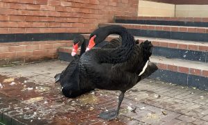 Two black swans with red beaks stand on a tiled surface near brick steps. One swan is preening, creating a calm and serene atmosphere.