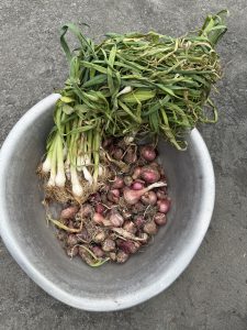 A metal bowl containing freshly harvested green onions and shallots. 
