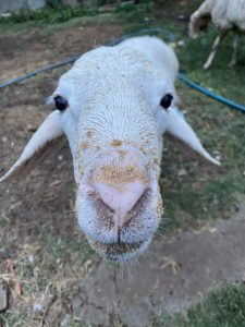 Close-up of a sheep with a muddy nose and curious expression. The background shows grass, dirt, and another sheep, conveying a rustic farm setting.