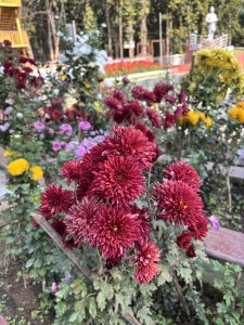 A close-up view of vibrant red chrysanthemums blooming in a garden, surrounded by various other colorful flowers, including pink and yellow blooms. 