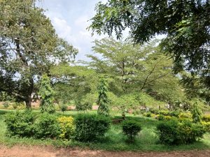 Lush light green bushes and trees in landscape taken in Eastern Uganda