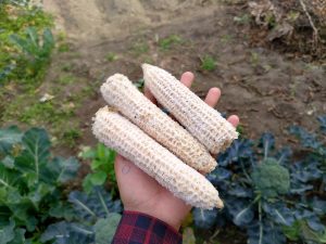 Three corn cobs with the kernels removed held in a person's hand.