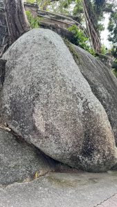 A large, weathered rock is situated next to a concrete pathway, partially covered with green moss and plants.
