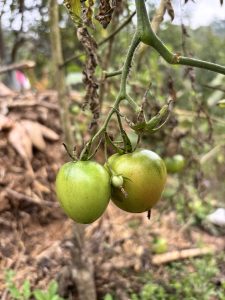 Green tomatoes are hanging from a thin stem, with one showing yellowish-green